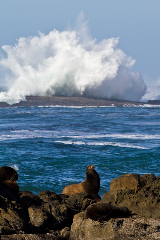 California Sea Lions And Breaking Waves